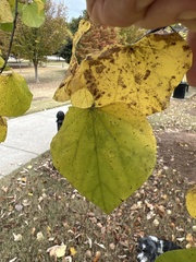 Cercis canadensis