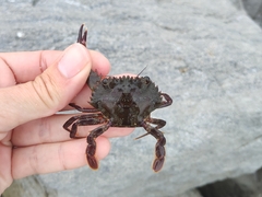 Charybdis hellerii
