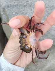 Charybdis hellerii