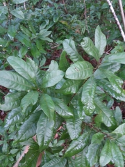 Morella caroliniensis