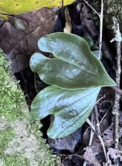 Disperis lindleyana