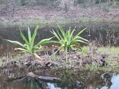 Crinum pedunculatum