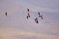 Phoenicoparrus andinus