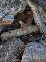 Agama aculeata aculeata