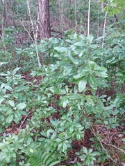 Morella caroliniensis