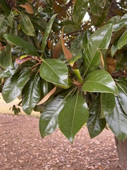 Magnolia grandiflora