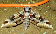 Eumorpha typhon