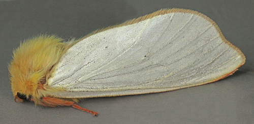 Ghost Moth