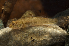 Padanian Goby photo 3