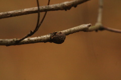 Disholcaspis quercusglobulus