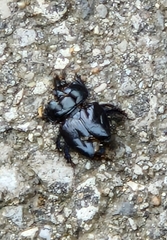 Anoplotrupes stercorosus