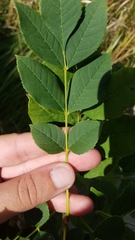Fraxinus pennsylvanica subintegerrima