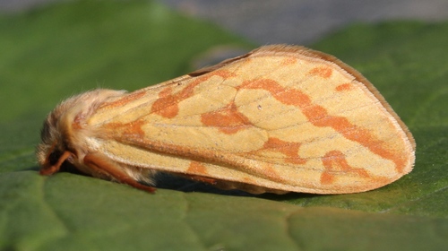 Ghost Moth