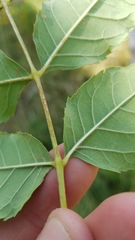 Fraxinus pennsylvanica subintegerrima