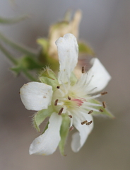 Potentilla caulescens