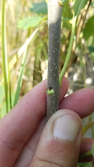 Fraxinus pennsylvanica subintegerrima