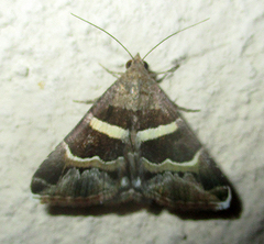 Grammodes stolida