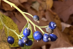 Symplocos paniculata