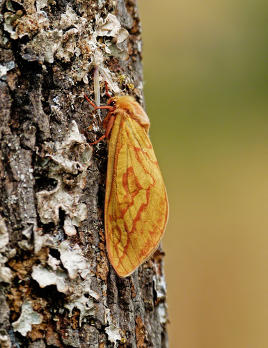 Ghost Moth