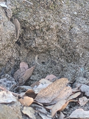 Bothriocyrtum californicum