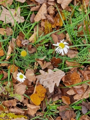 Tripleurospermum maritimum