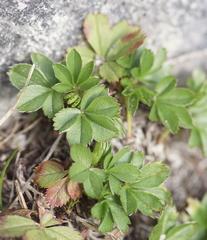 Potentilla caulescens
