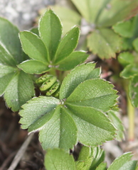 Potentilla caulescens