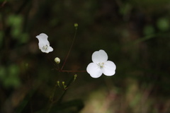 Libertia