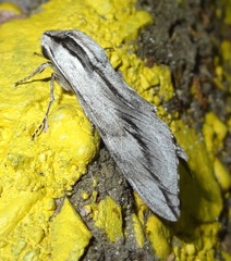 Sphinx dollii