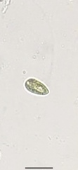 Cryptista