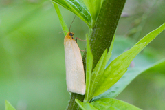 Zelotherses paleana