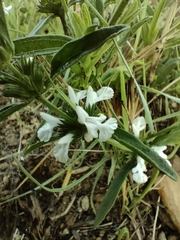 Acrotome thorncroftii