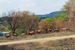 Damaliscus pygargus phillipsi