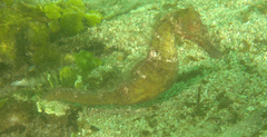 Hippocampus kuda