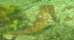 Hippocampus kuda
