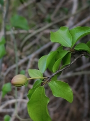 Ochna inermis