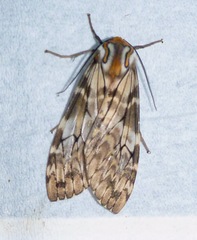 Phaegoptera