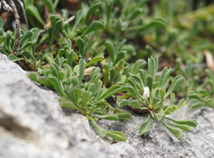 Globularia cordifolia