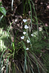 Libertia