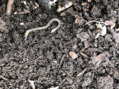 Lumbricus terrestris