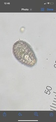 Colepidae