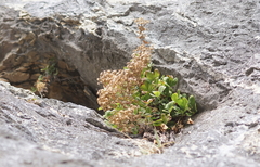Potentilla caulescens