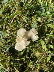 Cuphophyllus pratensis