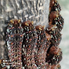 Heraclides rogeri pharnaces