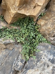 Asplenium montanum
