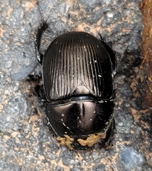 Geotrupes blackburnii