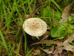 Amanita ochrophylloides