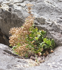 Potentilla caulescens