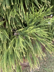 Cryptomeria