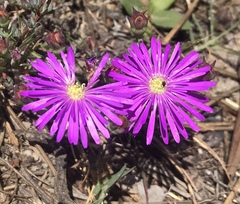Lampranthus emarginatus
